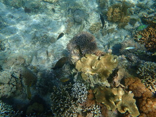 Naklejka na ściany i meble インドネシア　世界遺産コモド国立公園　コモド島の魚