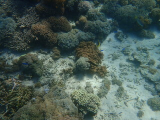 Fototapeta na wymiar インドネシア　世界遺産コモド国立公園　コモド島の魚