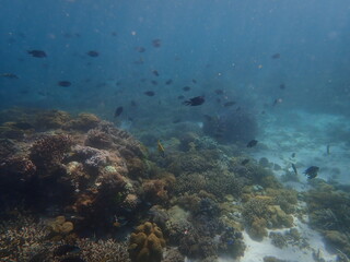 Obraz na płótnie Canvas インドネシア　世界遺産コモド国立公園　コモド島の魚
