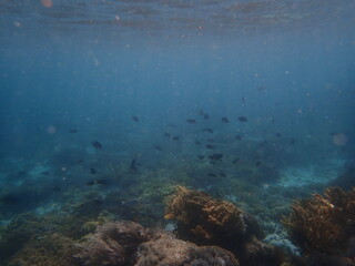 Fototapeta na wymiar インドネシア　世界遺産コモド国立公園　コモド島の魚