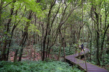 footpath in the summer woods