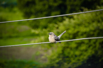 Large grey babbler