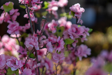 Pink cherry Blossoms with blurred Background