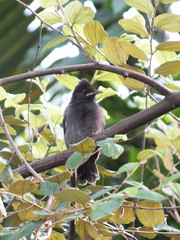 Fototapeta premium Baby bulbul bird waiting for his mom