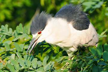 A Young Black-crowned Night Heron in Tree