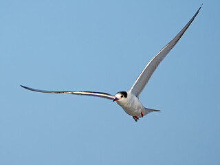 Common Tern in Flight against Blue Sky