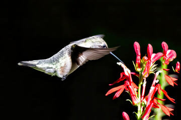 Female Ruby-throated Hummingbird Feeding on Flower