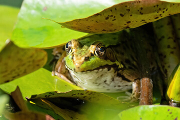 Green Frog Hiding Underneath a Lily Pad