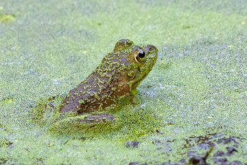 Young American Bullfrog in a Pond full of Duckweed.