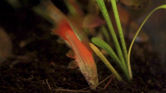 swordtail fish eating algae in tank