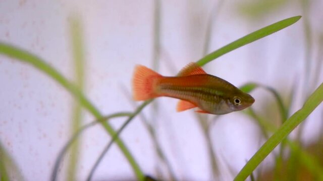 swordtail fish in tank aquraium