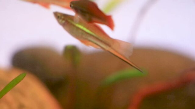 group of swordtail fish in tank