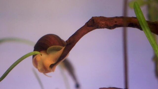 snail falling in fish tank