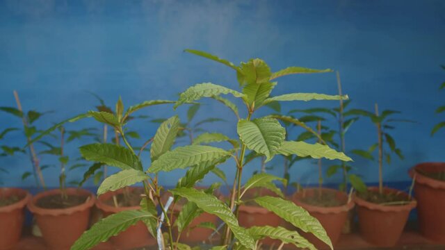 Kratom leaf grilled until scorched and pounded with chili paste and eaten as a meal. .to have strength Work and can withstand the sun for a long time outdoors without feeling tired..