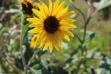sunflower on the field