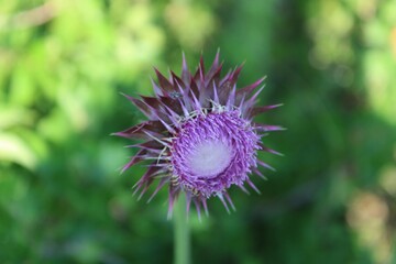 flower of a thistle