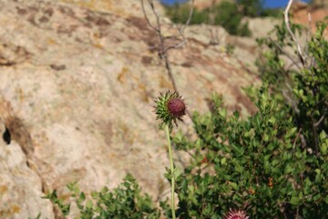 flowers in the grass