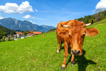 A healthy young cow grazes on a mountain meadow