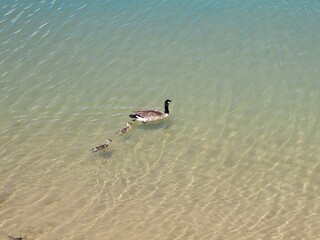 Obraz premium duck in the water