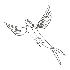 Continuous line drawing illustration of a Sailfin flying fish taking off done in mono line or doodle style in black and white on isolated background. 