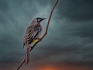 Stormy Wattlebird