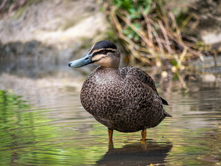 Wood Duck Head Cocked