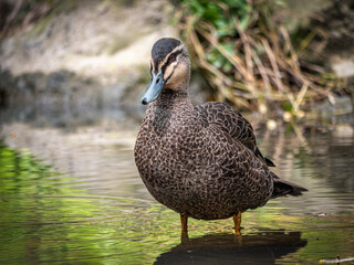 Wood Duck Head Forward