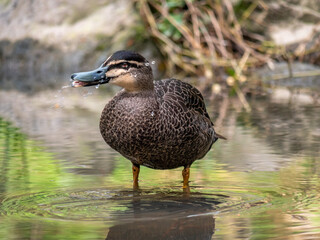 Wood Duck Spraying Right