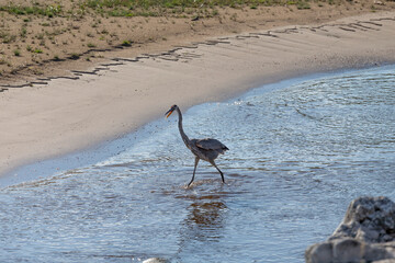 The great blue heron on the edge of the lake Michigan