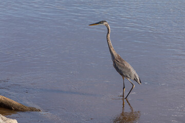 The great blue heron on the edge of the lake Michigan