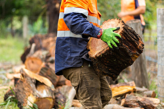 Worker carrying a large tree round log