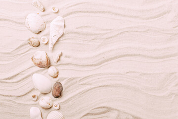 Sea exotic seashells molluscs seashells white beach sand. Summer vacation travel concept. Postcard template copy space