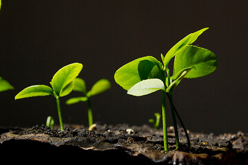 Green plant sprouts