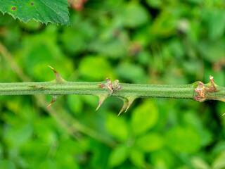 Branch with thorns and leaf