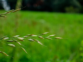 View to grass on the field