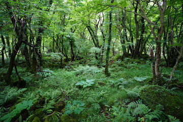 a lively dense forest in springtime