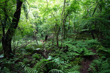 a lively dense forest in springtime