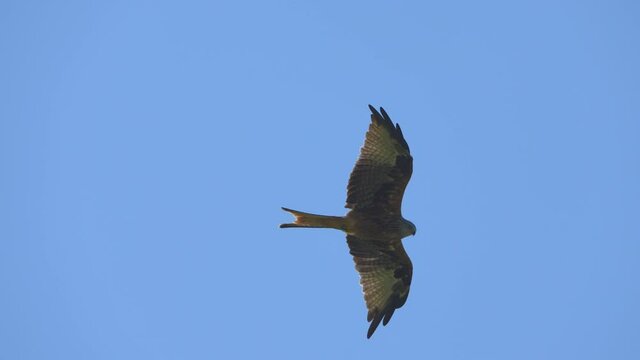 Stunning tracking shot of red kite eagle in flight during beautiful summer day