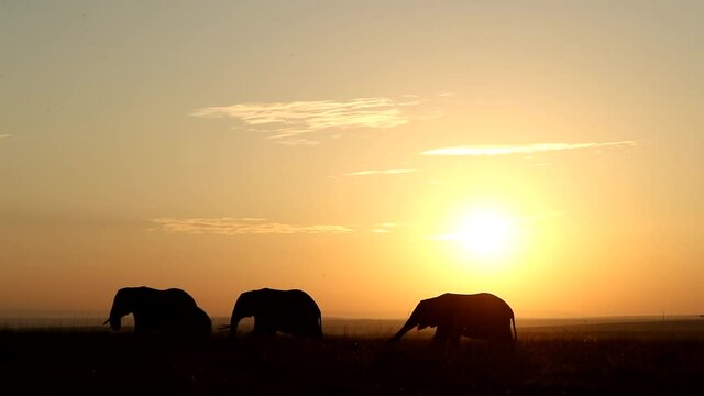 African Elephants silhouette in the heart of Masai Mara National Reserve.