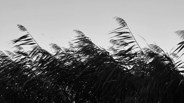 Phragmites in wind with blue sky background. Slow motion. Black and white contour.