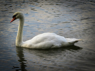 swan on the lake