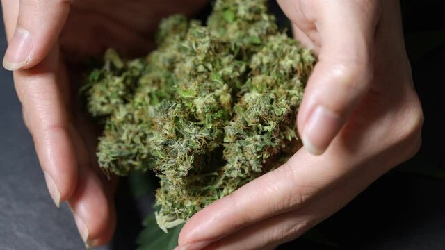 Close up female hands holding a dried cannabis buds, details of marijuana trichomes placing on big hemp leaf, hand full of weed buds, alternative medication choice for health, thc cbd research lab