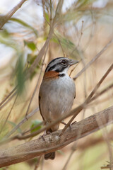 Bird on branch among trees, Zonotrichia Capensis, Tico-Tico