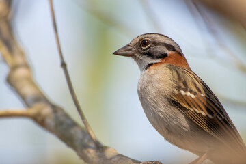 Bird on branch among trees, Zonotrichia Capensis, Tico-Tico