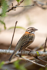 Bird on branch among trees, Zonotrichia Capensis, Tico-Tico
