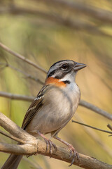 Bird on branch among trees, Zonotrichia Capensis, Tico-Tico
