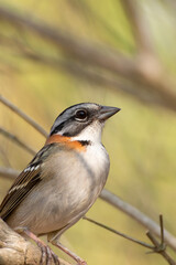 Bird on branch among trees, Zonotrichia Capensis, Tico-Tico
