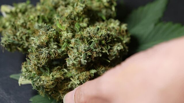 An extreme closeup on dried cannabis buds on curing process, legalized cash crop, business investment, ecology and economy, human finger touches on alternative marijuana flowers, recreational drugs, 