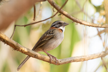 Bird on branch among trees, Zonotrichia Capensis, Tico-Tico
