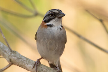 Bird on branch among trees, Zonotrichia Capensis, Tico-Tico
